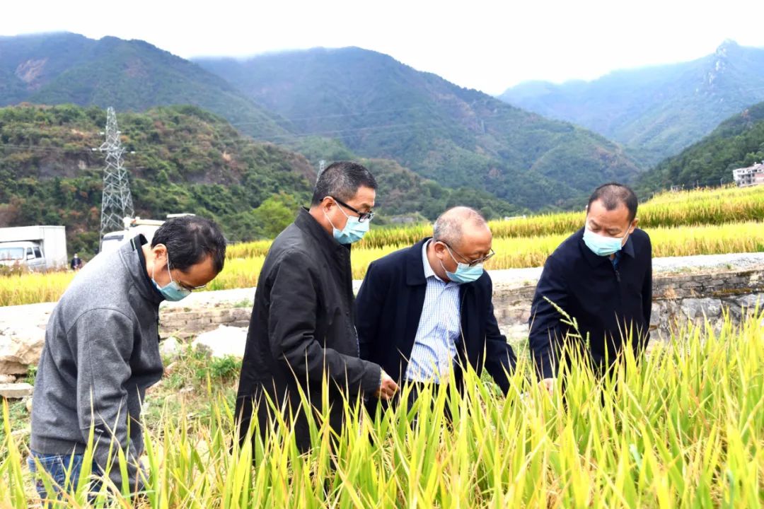 新邵低镉水稻新品种试种成功_邵商网