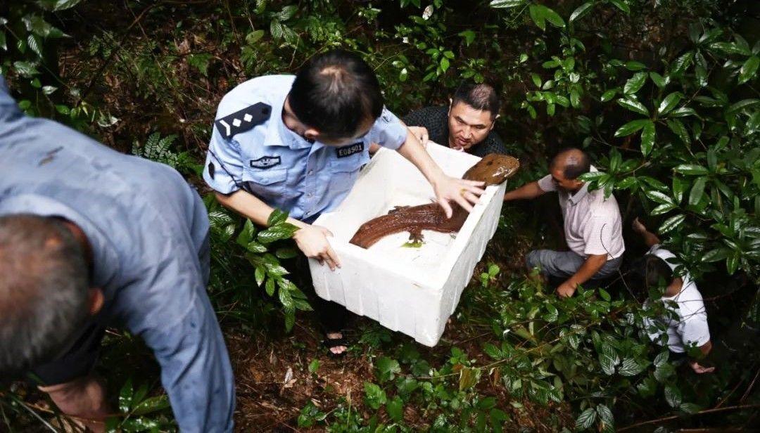 新邵发现一条大号娃娃鱼，已放生最佳水域_邵阳头条网