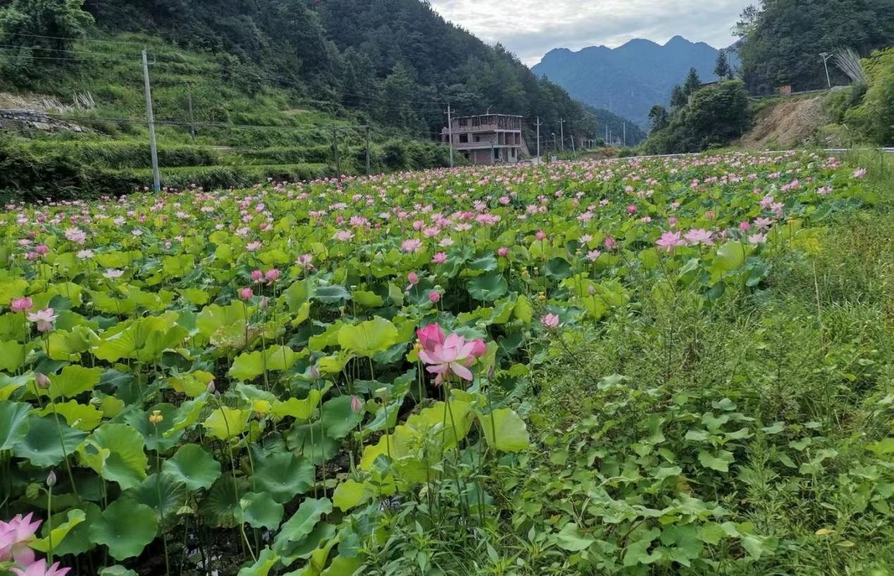 龙溪铺镇：党建引领致富路 集体经济产业兴_邵阳头条网