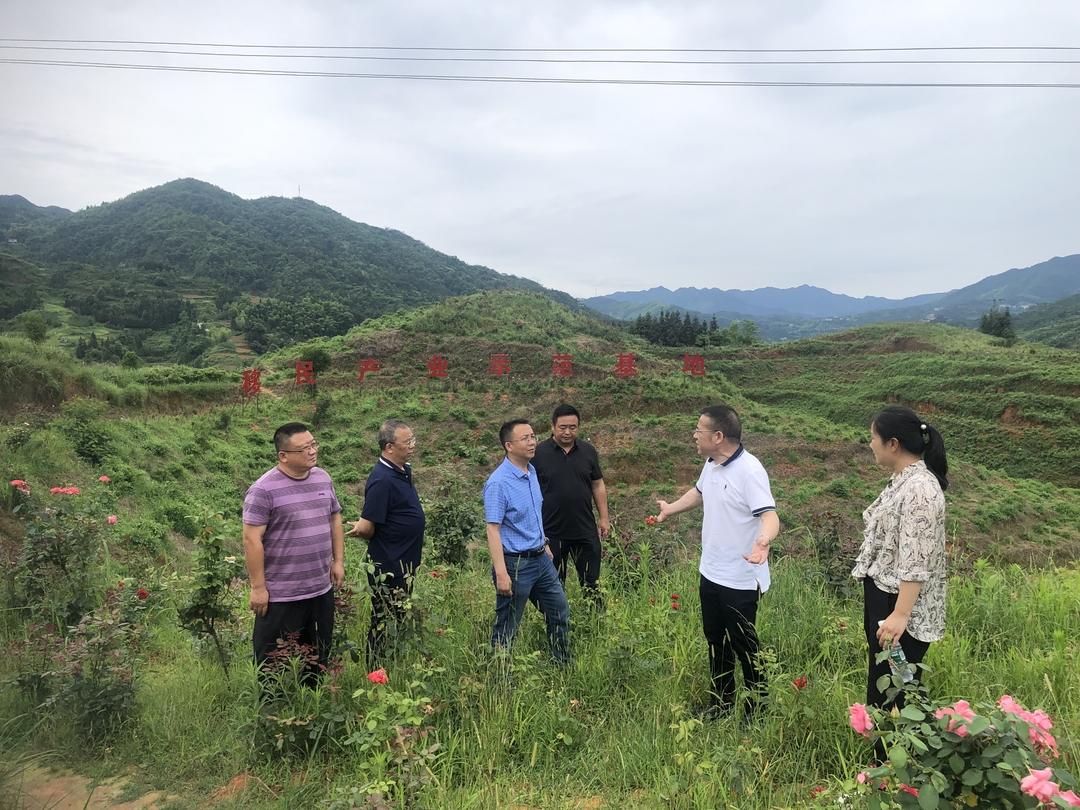 邵阳市库区移民事务中心到大新镇调研移民产业_邵阳头条网
