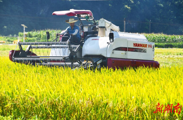 新邵：机械化收割助早稻颗粒归仓 预计7月25日前全面完成早稻收割，机收率达90%以上
