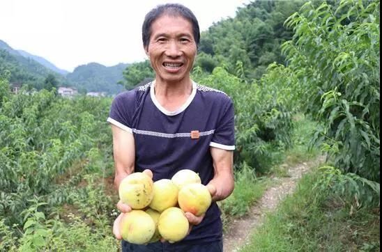 “长寿村”结出“致富果” 新邵清水村黄桃飘香(图1)