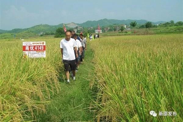 新邵县2018年再生稻现场观摩会在雀塘举行(图1)
