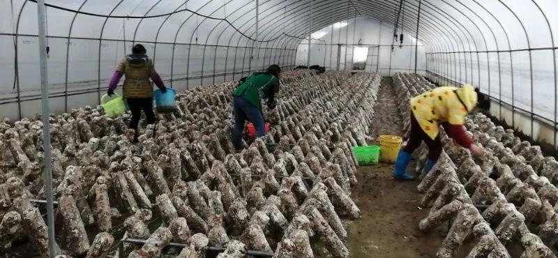 新邵各部门乡镇复产复业(图3)