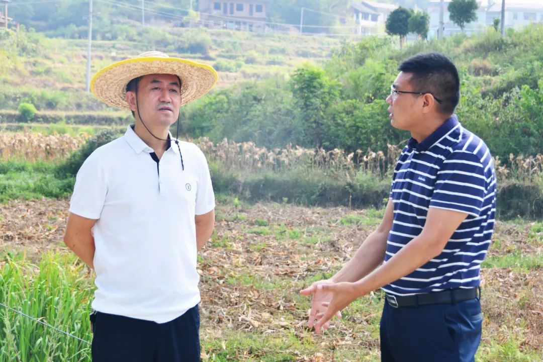 陈历贤调研指导乡镇抗旱工作(图2)
