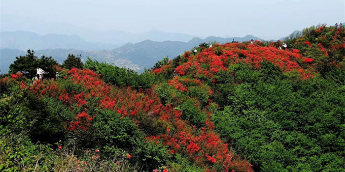 新邵县迎光乡：一重花海一重景 重重花海醉春风(图1)