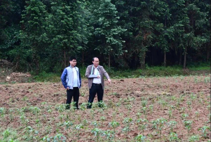 新邵县龙溪铺镇挂职科技副镇长李俊文扶贫轻伤不下火线(图2)