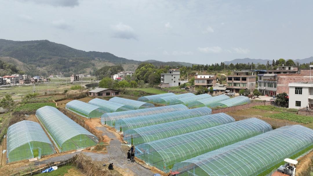 新邵：科技赋能，助力早稻育秧(图1)