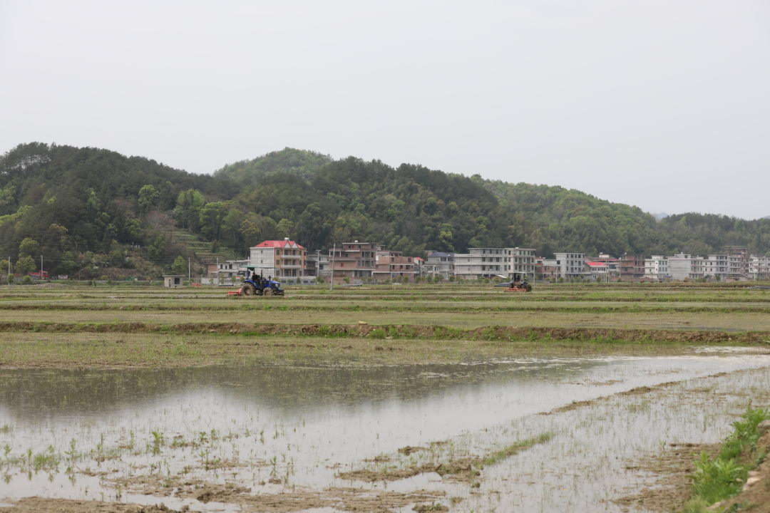 新邵：科技赋能，助力早稻育秧(图3)